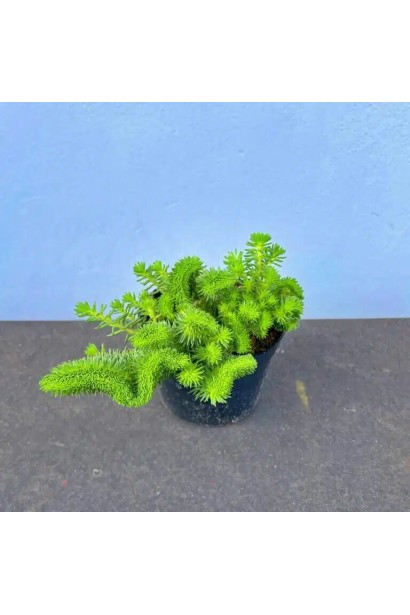 Sedum rupestre Cristatum